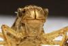 Libellula fulva